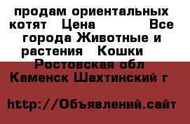 продам ориентальных котят › Цена ­ 5 000 - Все города Животные и растения » Кошки   . Ростовская обл.,Каменск-Шахтинский г.